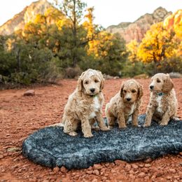 Goldendoodle Puppies from Fire Sky Kennels