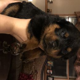 Rottweiler Puppies from RoyaLuxe K9
