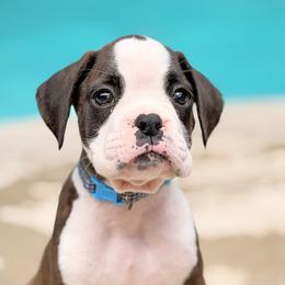 Paul Revere (Revere) - Brindle male Boxer puppy in Georgia from Stephanie’s Boxers