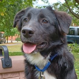 Audrey - Black female Australian Shepherd puppy in Cleveland, Ohio from Double Moon