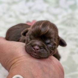 Jackie O - Pink Collar - Chocolate female Shih Tzu puppy in Troy, Ohio from Oodles of Doodles
