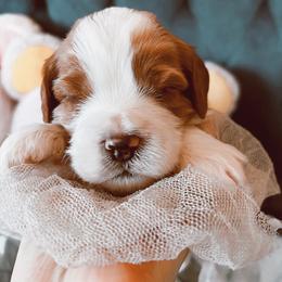 Cavalier King Charles Spaniel and Cavapoo Puppies from Cavapoo Puppy Parade