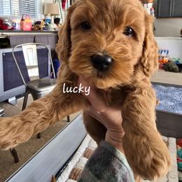 Lucky - Red  female Goldendoodle puppy in Red Oak, Iowa from Fisher Pups-Stay Golden with a Doodle
