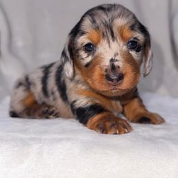 Girl 1 - Dapple female Dachshund puppy in Cincinnati, Ohio from Tabs Teenie Weenies 🌭