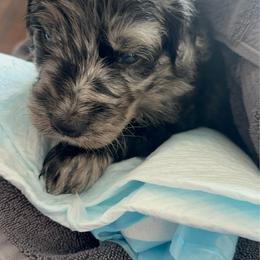 Girl 2 - female Golden Mountain Doodle puppy in Calhan, Colorado from Snowy Goldens LLC