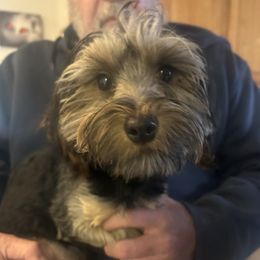 Levi - Black and tan male Yorkshire Terrier puppy in West Warwick, Rhode Island from Robyn’s Nest