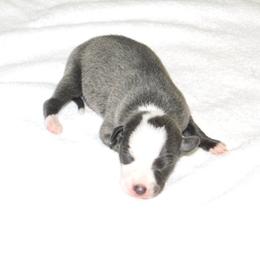 Pia Male - Blue male Italian Greyhound puppy in Sparta Tn And Caryville Fl, Tennessee from Summerwind Kennel
