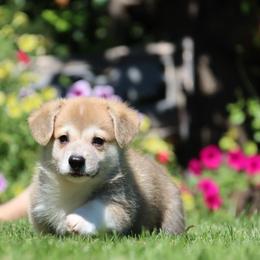 Bart - Red male Pembroke Welsh Corgi puppy in Pollock, Missouri from Northstar