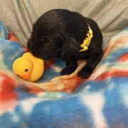 Echo - Chocolate female Boykin Spaniel puppy in Van Buren, Arkansas from Arklahoma Boykins