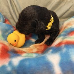 Echo - Chocolate female Boykin Spaniel puppy in Van Buren, Arkansas from Arklahoma Boykins