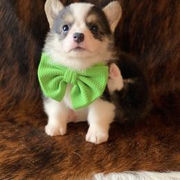 "Green Male" Pembroke Welsh Corgi Puppies from Cactus Corgis