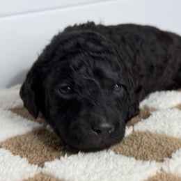 Drax - Black male Goldendoodle puppy in Litchfield, Connecticut from Gracie Doodles CT