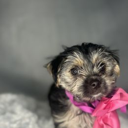 Biewer Terrier, Companion Cross, and Morkie Puppies from Puppy Boutique