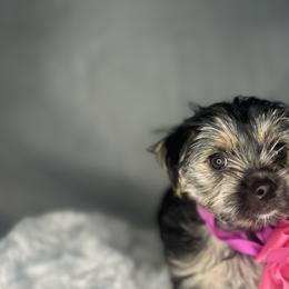 Biewer Terrier, Companion Cross, and Morkie Puppies from Puppy Boutique