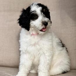 Sparkle Smash - female Australian Mountain Doodle puppy in Decatur, Illinois from Signature Doodles