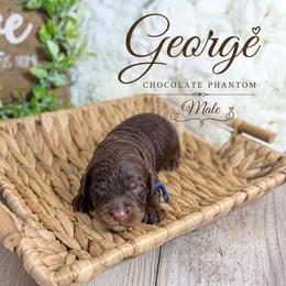 George - Chocolate male Australian Labradoodle puppy in Taylor, Michigan from Mi Best Doodle Ever, LLC