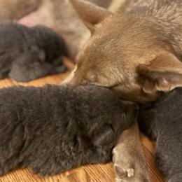 German Shepherd Puppies from Legacy K9’s