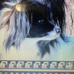 Papillon Puppies from Carousel Papillons