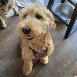 Goldendoodles from Lacy's Goldendoodles