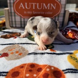 Blue collar boy - Blue male Pembroke Welsh Corgi puppy in Monterey, Tennessee from Co-Pilot Corgis