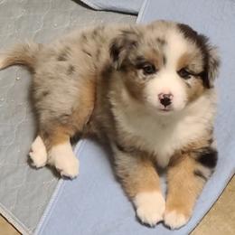 Miniature Australian Shepherd and Toy Australian Shepherd Puppies from Beasley Acres Aussies