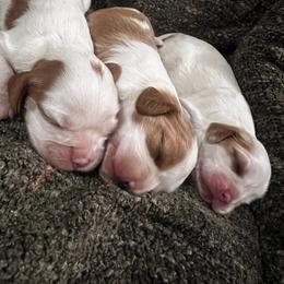 Girl 2 - Blenheim female Cavalier King Charles Spaniel puppy in Graysville, Tennessee from Country Goldens and Mountain Top Cavaliers