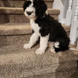 Sheepadoodle Puppies from Iroz doodles