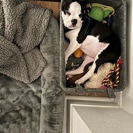 Boston Terrier Puppies from I Love Pups