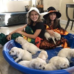 Golden Retriever Puppies from Lakeside Golden Retrievers