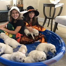 Golden Retriever Puppies from Lakeside Golden Retrievers