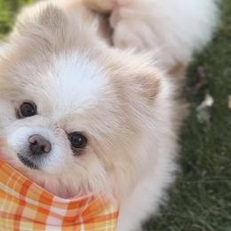 Pomeranians from Pawfect Poms