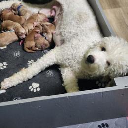 Odette - Apricot female Goldendoodle puppy in Humboldt, Minnesota from Sister Doodles
