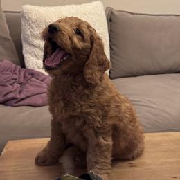 Goldendoodle Puppies from Golden Mesa Doodles