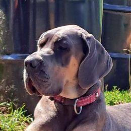 Great Dane Puppies from Lakefront Danes