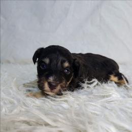 Truffle - Liver female Miniature Schnauzer puppy in Carthage, Missouri from Cooley's Cuddle Pups