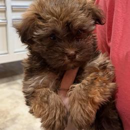 Patsy - Chocolate female Havanese puppy in Blanchard, Oklahoma from Teresa’s Fur Babies