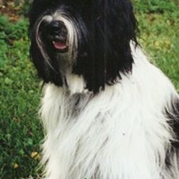 Tibetan Terriers from Domani Tibetan Terrier