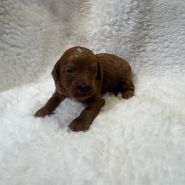 Tucker - Parti male Goldendoodle puppy in Wever, Iowa from JK Royal Lines