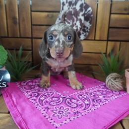Violet - AKC - Dapple female Dachshund puppy in Miami, Florida from Oscar's Dachshunds