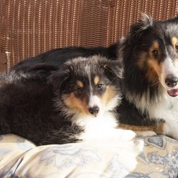 Shetland Sheepdog Puppies from Paradise Farms