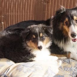 Shetland Sheepdog Puppies from Paradise Farms