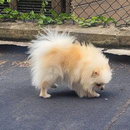 Mini Pomeranian Lady - Cream female Pomeranian puppy in Brooklyn, New York from Svitlana's Pomeranians