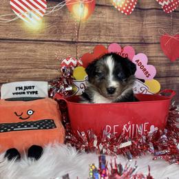 Lyric - Blue merle male Australian Shepherd puppy in Fredericksburg, Virginia from Cooper Ridge Aussies