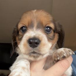 Priscilla - Piebald female Dachshund puppy in Gold Canyon, Arizona from Silverking Kennels