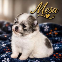 Mesa - Tri-colored female Pomeranian puppy in Odessa, Texas from Cherry's Poms