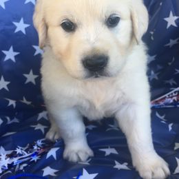 Golden Retriever Puppies from Dale Hollow Goldens