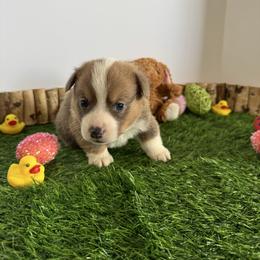 Teddy - Sable male Pembroke Welsh Corgi puppy in Millsap, Texas from Punchy Pembroke Ranch