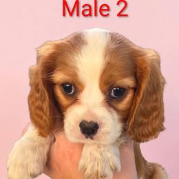 Male 2 - Blenheim male Cavalier King Charles Spaniel puppy in Unicoi, Tennessee from Unaka Mountain Corgis