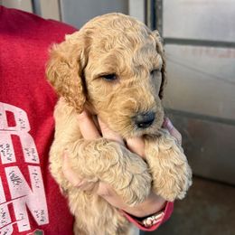 Brown Collar - Apricot male Goldendoodle puppy in Winchester, Tennessee from Mahaffey’s Doodles