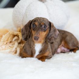 Kylie - Dachshund